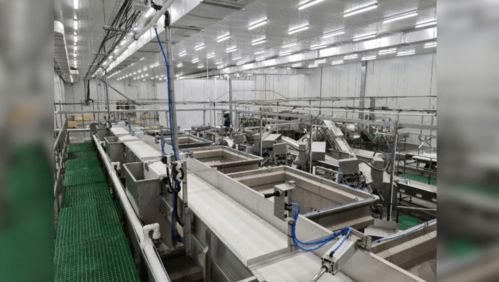 俄日產(chǎn)10條柜魚類加工新廠啟動(dòng),未來將沖擊中國(guó)進(jìn)口加工行業(yè)